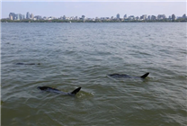 西湖有多條“鯊魚”出沒！景區(qū)：系能撈手機的仿生機器魚